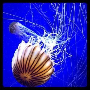 Have a Poshful time shopping with Christine